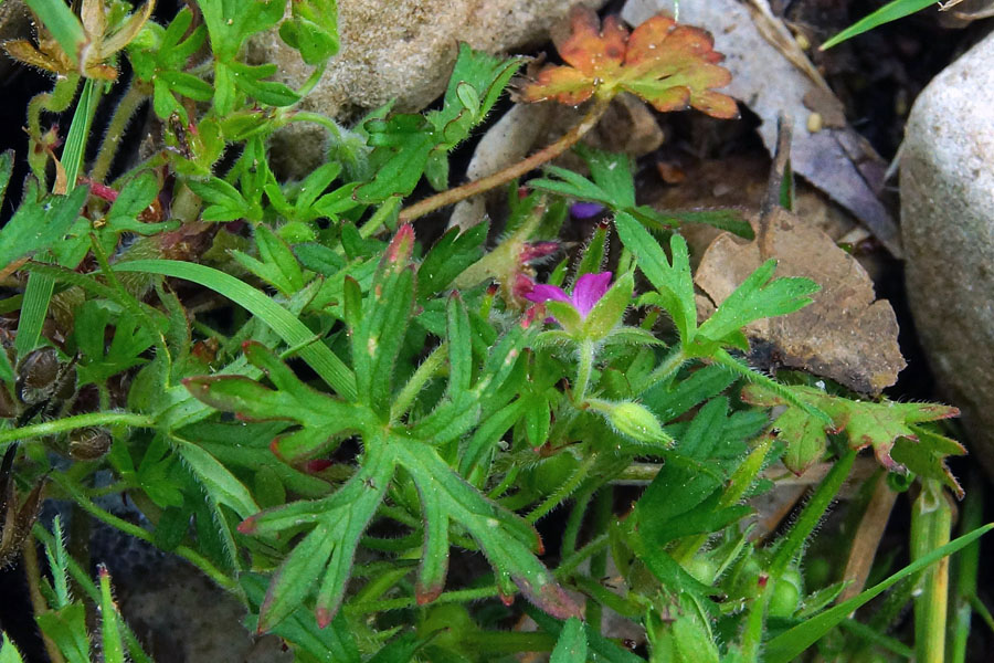 Geranium dissectum